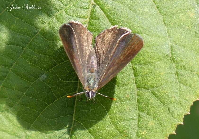 Wat is dit voor vlindertje.